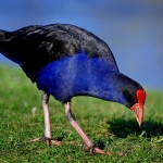 pukeko-porphyrio-porphyrio-blue-black-and-red-bird
